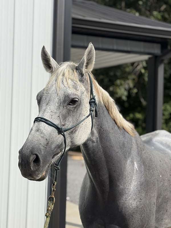 breeding-thoroughbred-horse