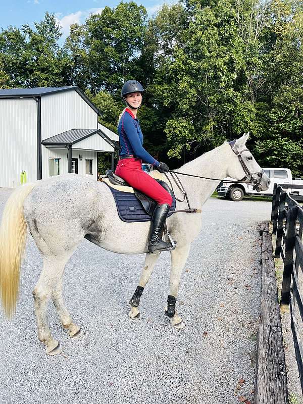 ridden-english-thoroughbred-horse