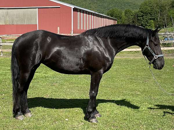 all-around-friesian-horse