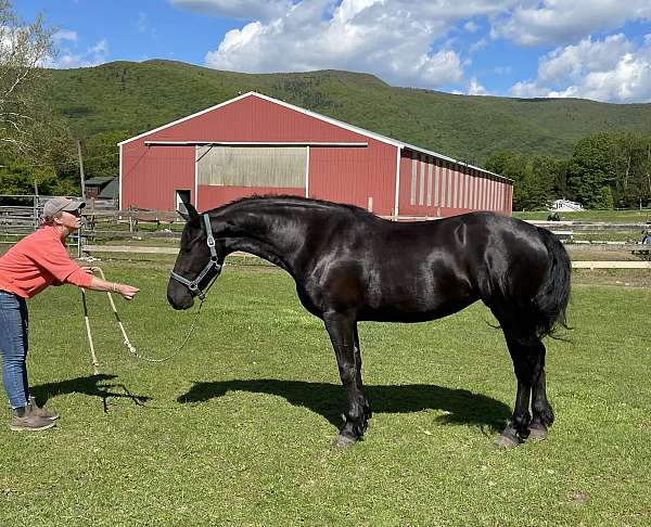 breeding-friesian-horse