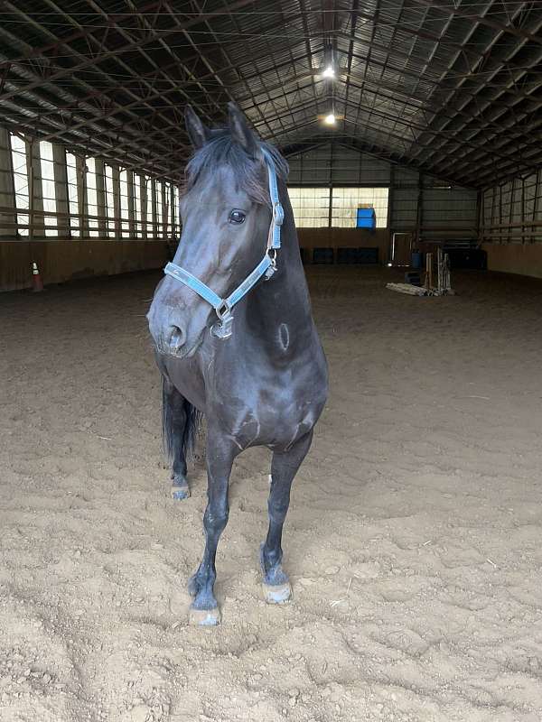 cross-friesian-horse