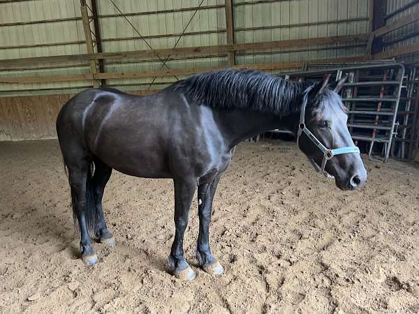 breed-a-friesian-horse