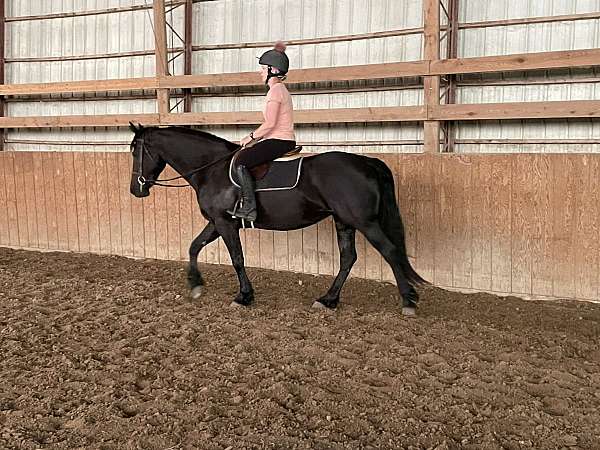 flip-friesian-horse