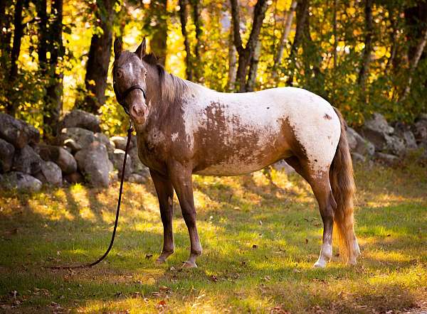 flashy-appaloosa-horse