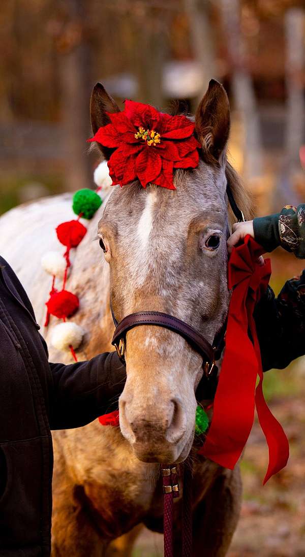 trail-appaloosa-horse