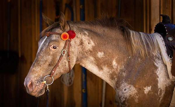 all-around-appaloosa-horse