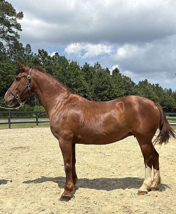 no-problems-belgian-horse