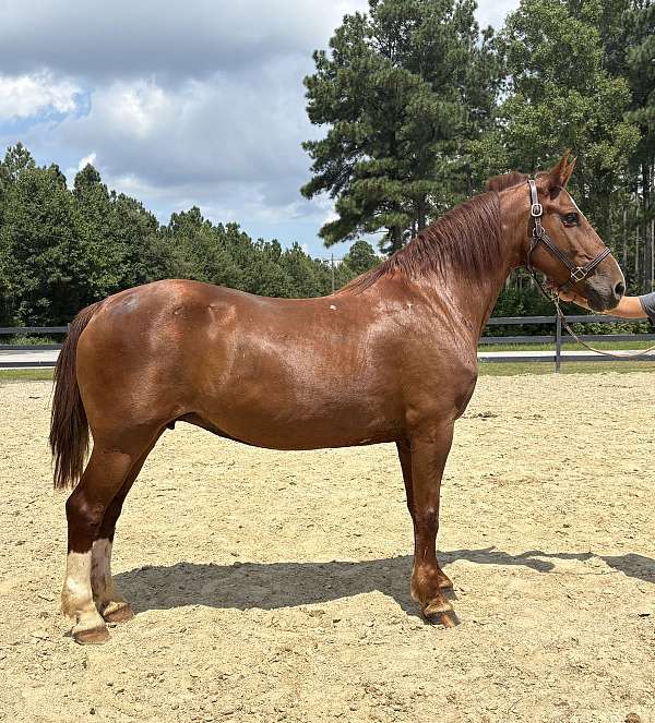 style-belgian-horse