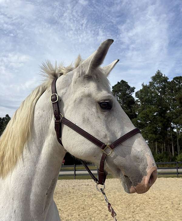 gaits-percheron-horse