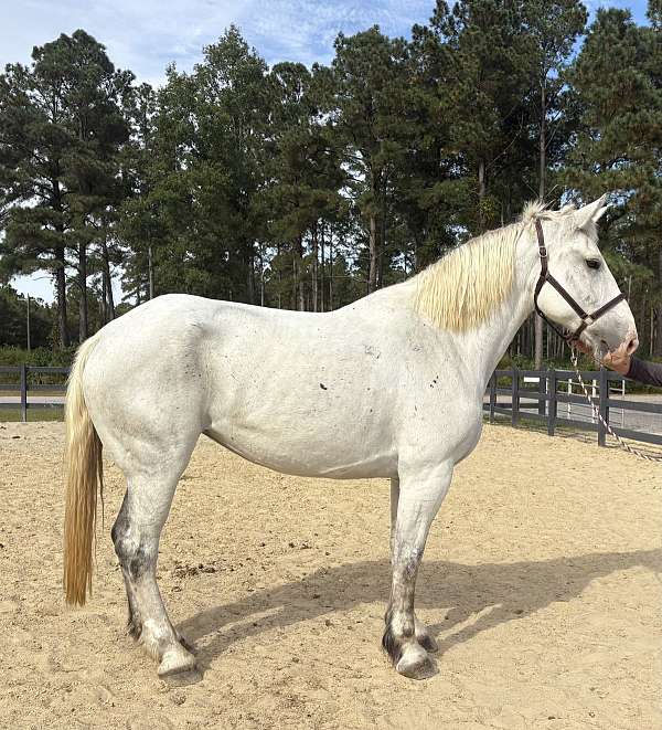 mover-percheron-horse