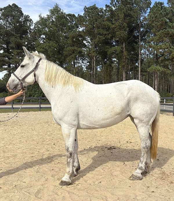 nice-trot-percheron-horse