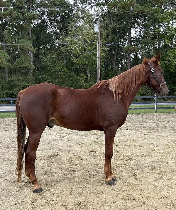 canter-saddlebred-horse