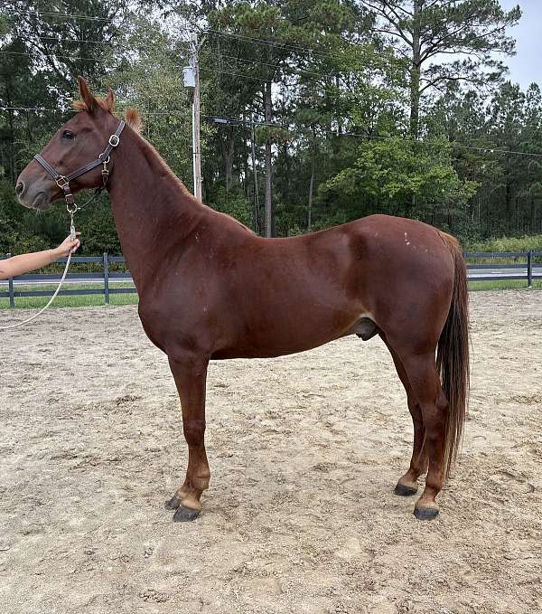 guarantee-saddlebred-horse