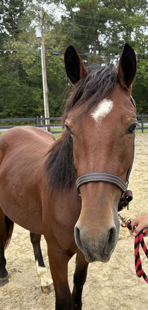 finish-haflinger-horse