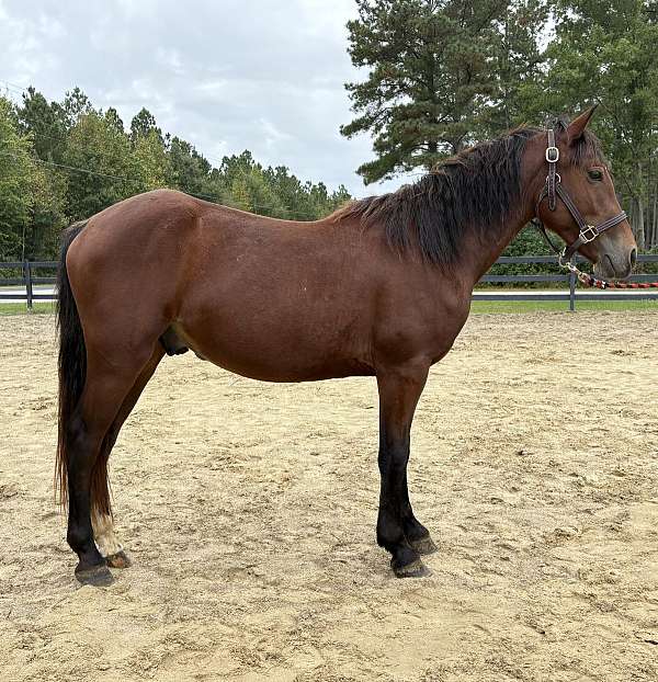 start-haflinger-horse