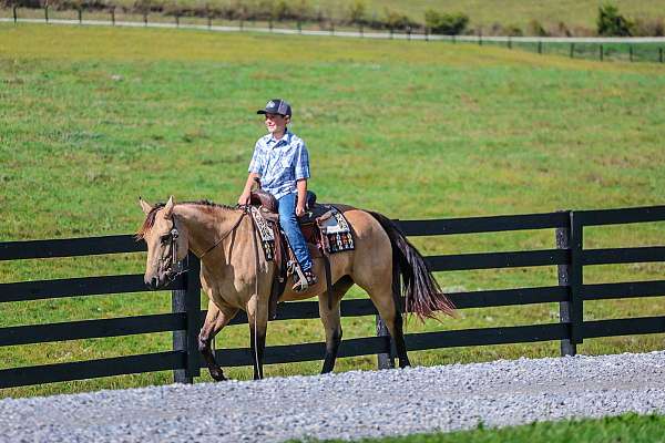 beginner-quarter-horse