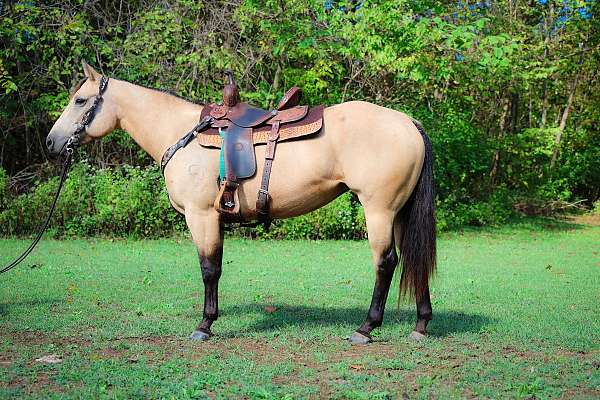 all-around-quarter-horse