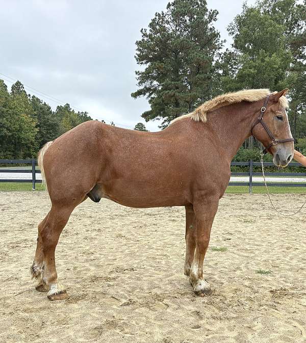 sorrel-belgian-gelding