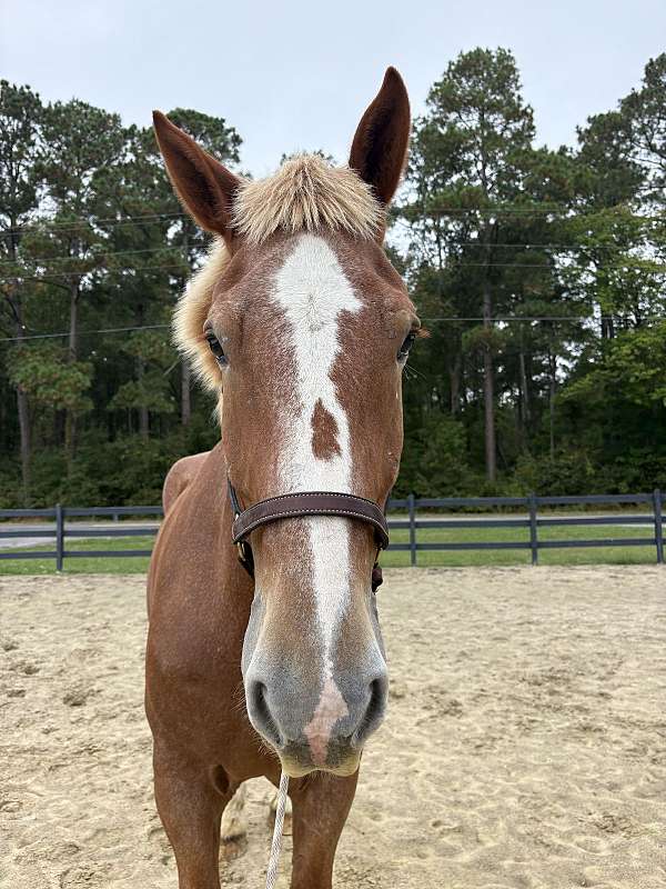 18-hand-belgian-gelding