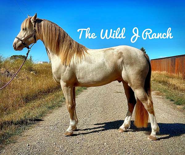 sabino-horse