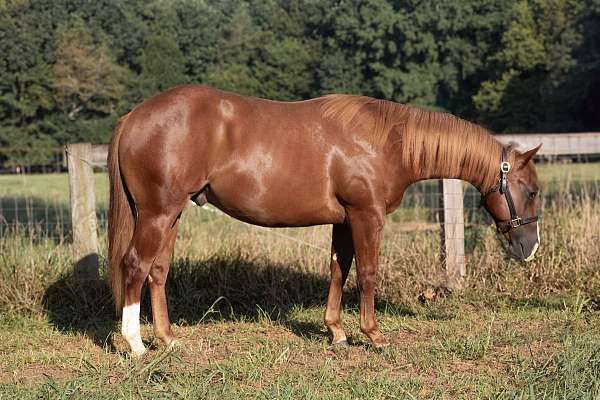 tomcat-chex-quarter-horse
