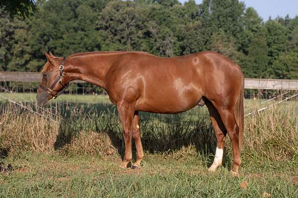 tomcat-chex-horse
