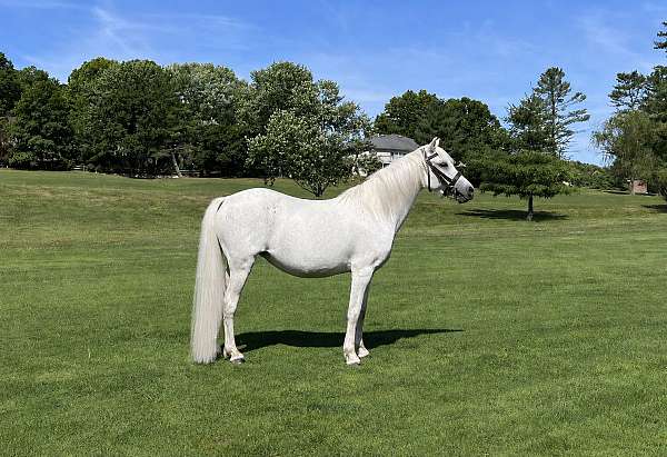 grey-flashy-youth-horse