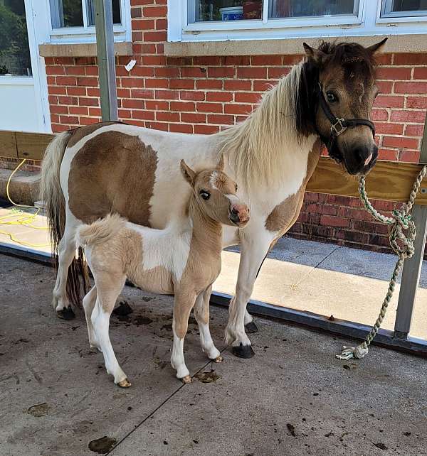 buckskin-pinto-miniature-colt-weanling