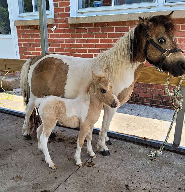 buckskin-pinto-colt-weanling-for-sale