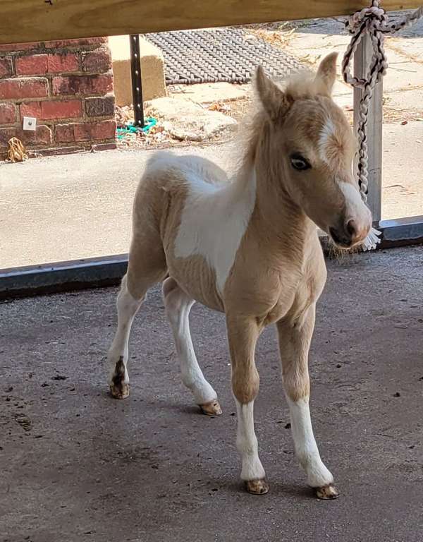 buckskin-pinto-appaloosa-for-sale