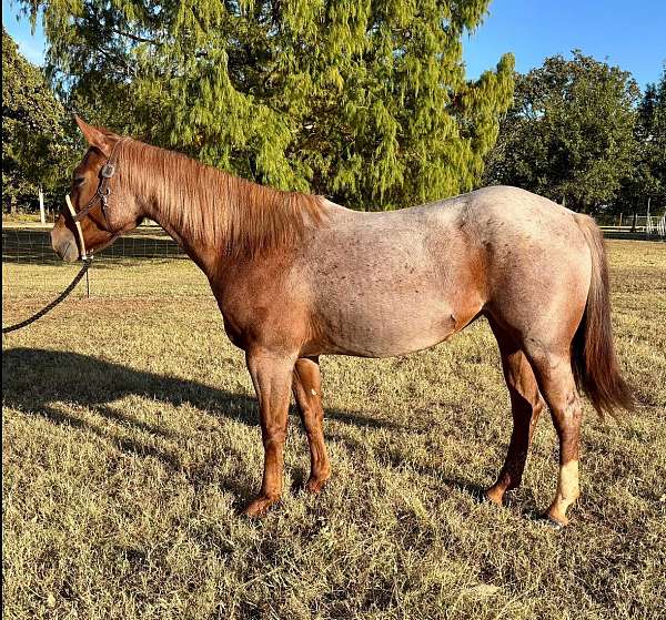 red-roan-double-dilute-horse