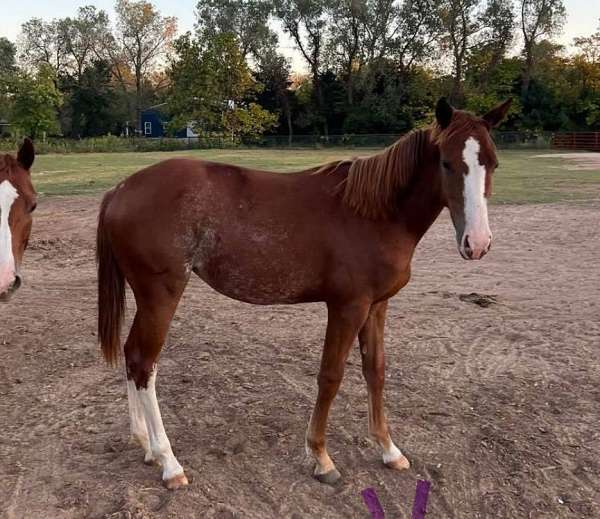 rac-quarter-horse