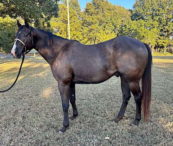 all-around-quarter-horse