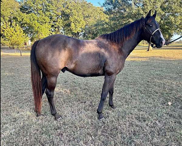 athletic-quarter-horse