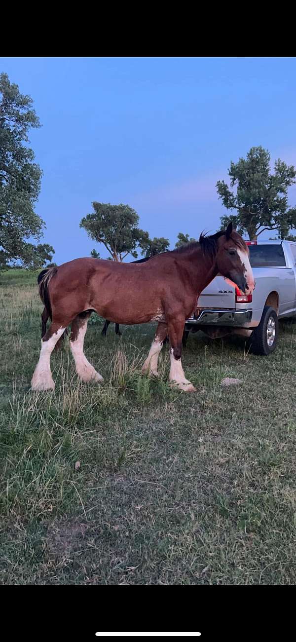 cutting-prospect-clydesdale-horse