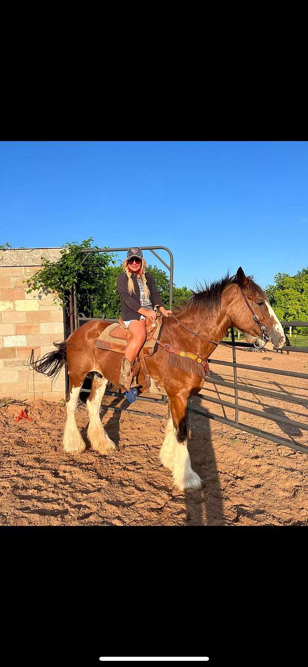 double-dilute-clydesdale-horse