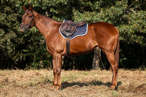 all-around-thoroughbred-horse
