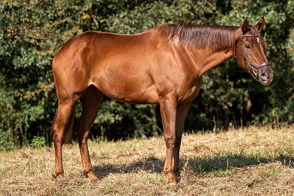 athletic-thoroughbred-horse