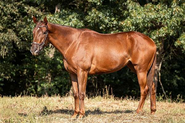 dressage-thoroughbred-horse