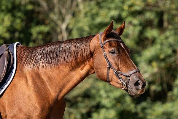 endurance-thoroughbred-horse