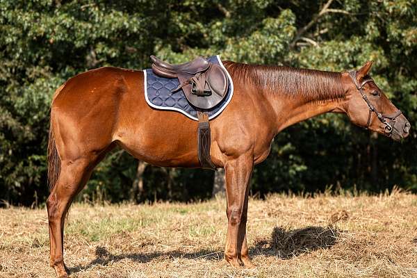 english-pleasure-thoroughbred-horse