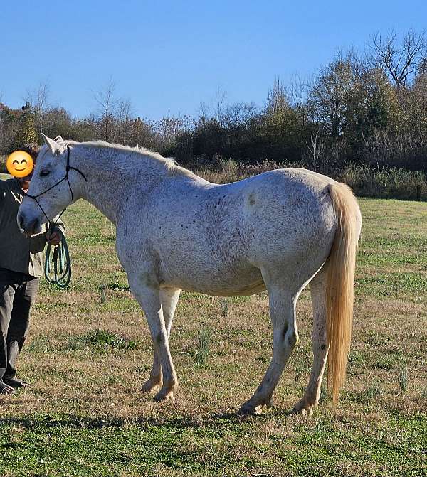 andalusian-horse