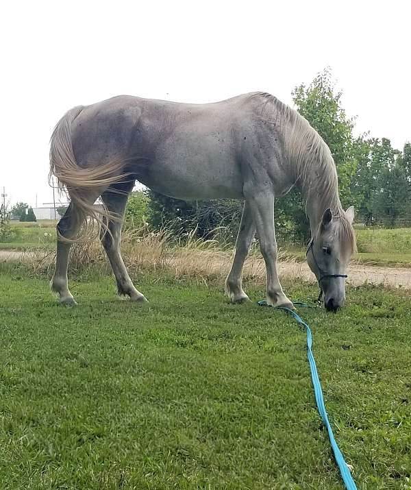 sporthorse-andalusian-horse