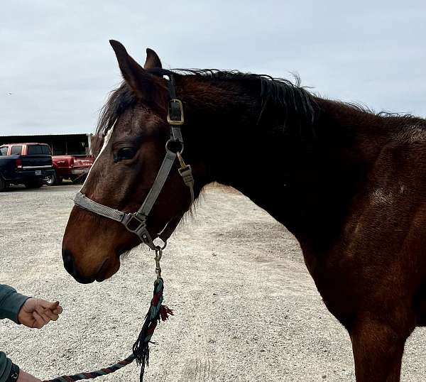 sporthorse-started-under-saddle-horse