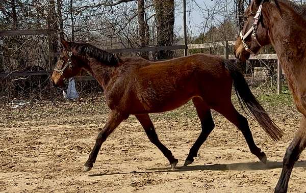 sporthorse-started-under-saddle-mare