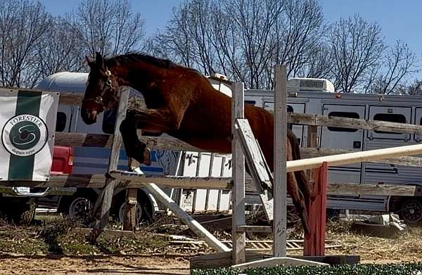 sporthorse-started-under-saddle