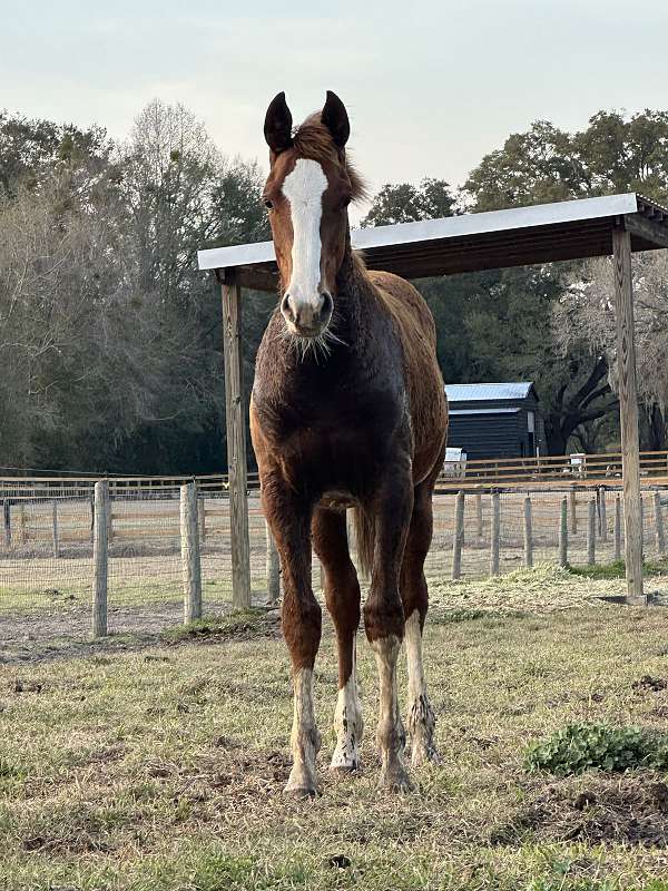 warmblood-colt