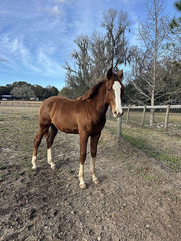 warmblood-horse-for-sale