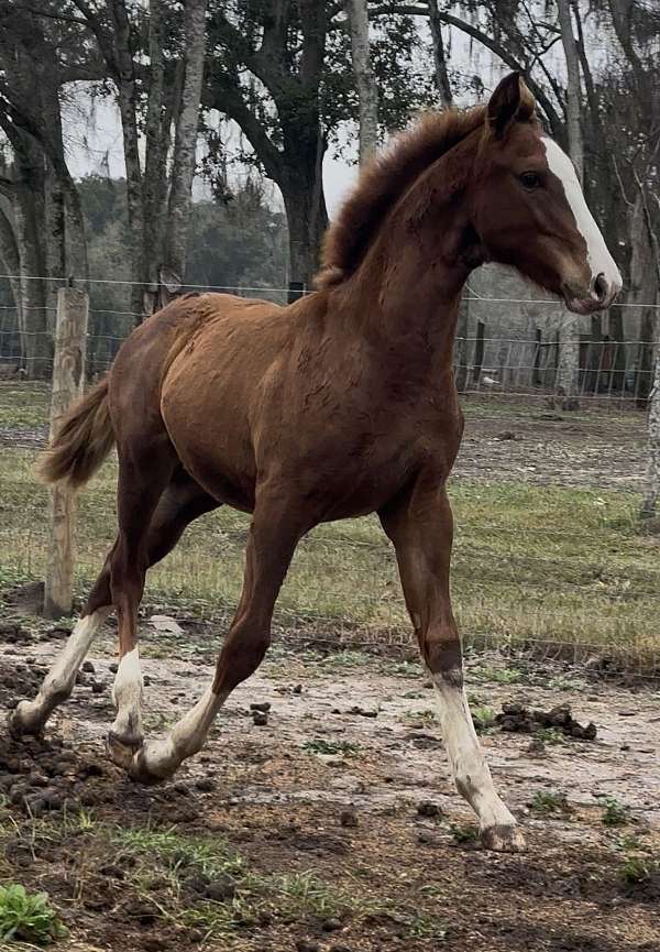 warmblood-horse