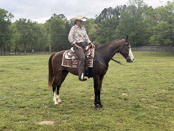 stetson-gelding